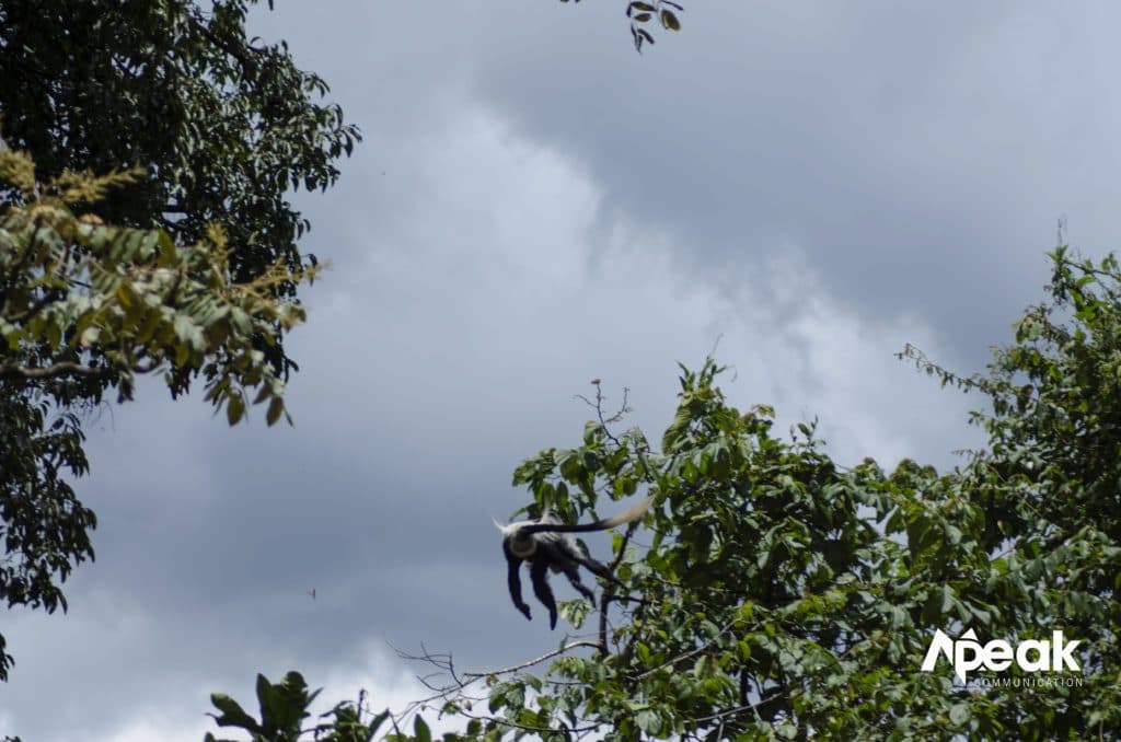 Uganda’s Black and White Colobus monkey jumping from one tree brunch to another. Photo Credit: Watsemba Miriam