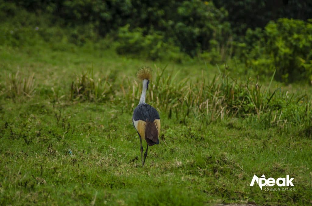”It walks with grace and serenity, as though the life of the country it symbolises, depends on its every step.” Achilles Byaruhanga Photo by: Watsemba Miriam